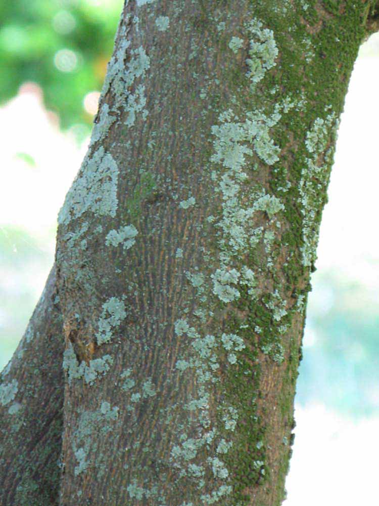            Bark (Winter Haven, FL)      